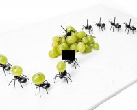 Party mravlje za osvežilne pijače
